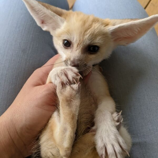 Fennec Foxes for sale