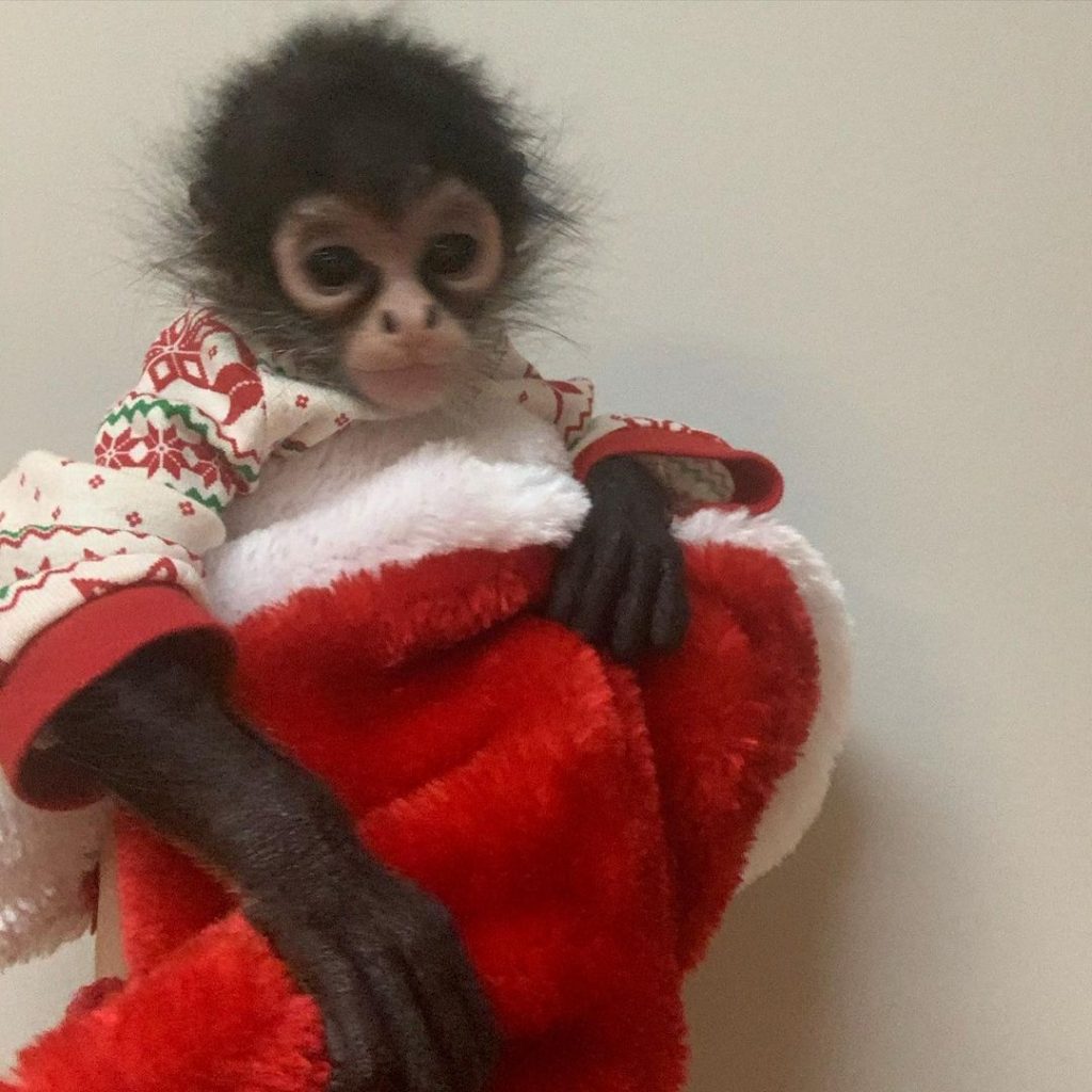 Female Spider Monkey spider monkey for sale spider monkey pet