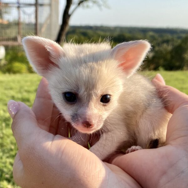 Female fennec foxes for sale | Baby Fennec Foxes For Sale