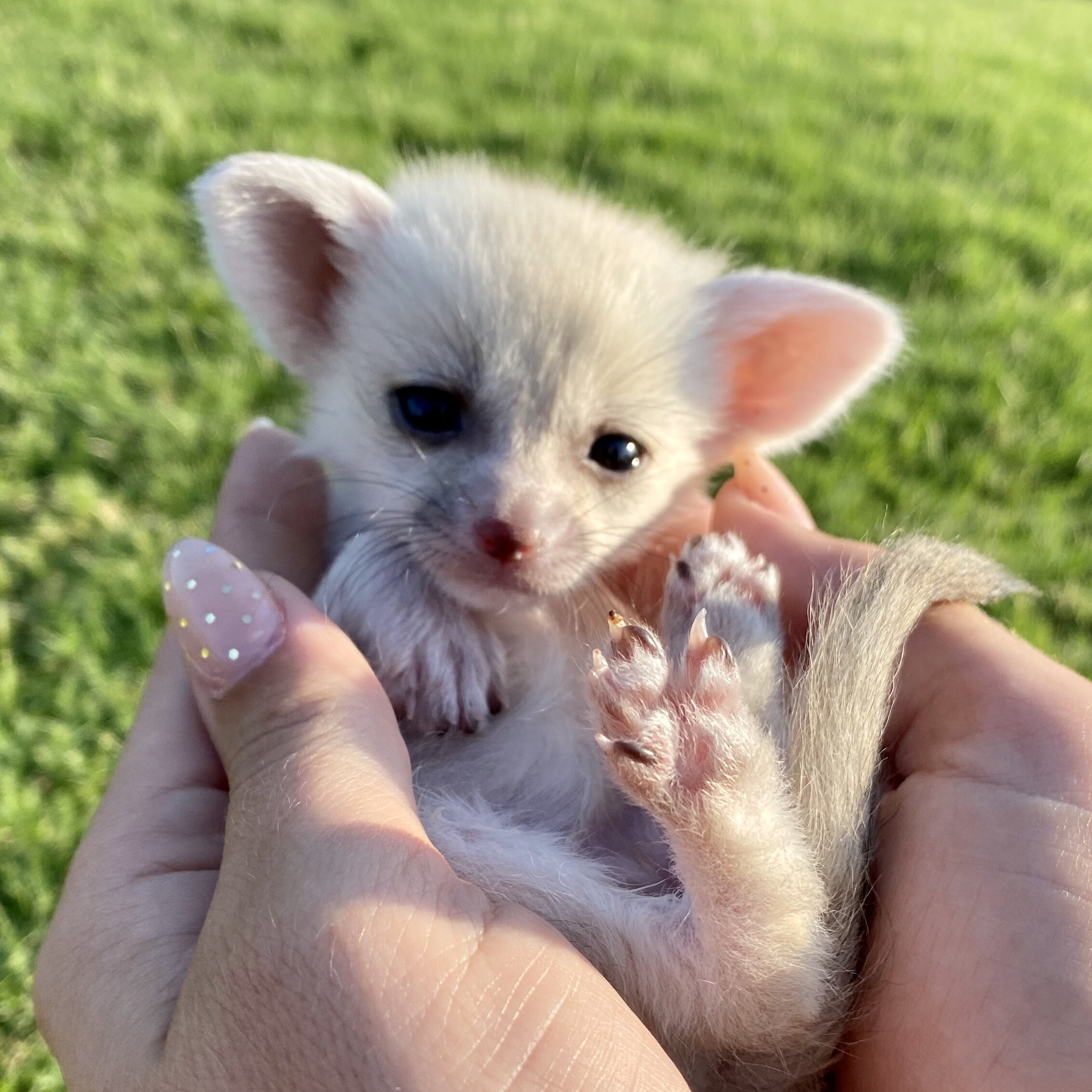 fennec fox ty