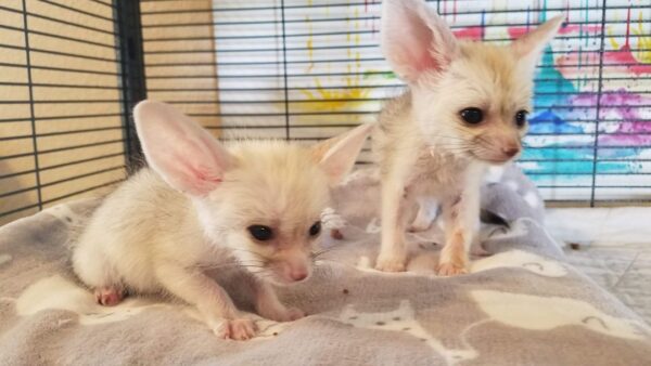 Female fennec foxes for sale