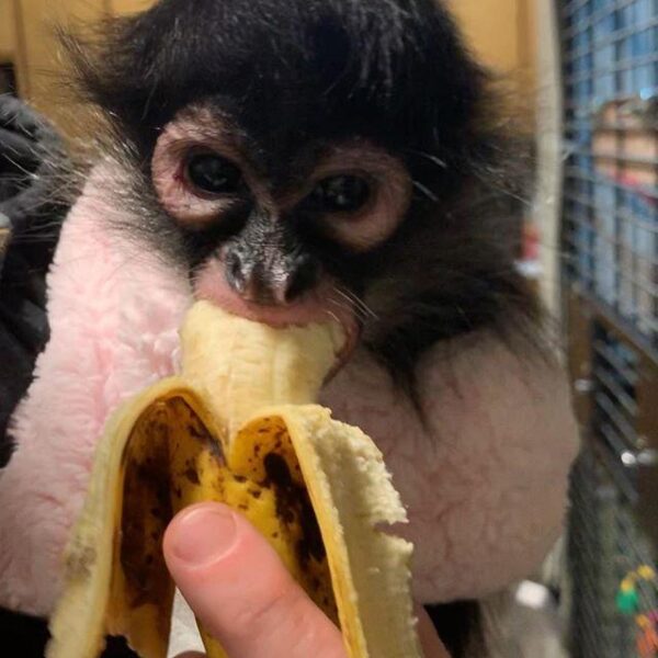 Male Spider Monkey for sale
