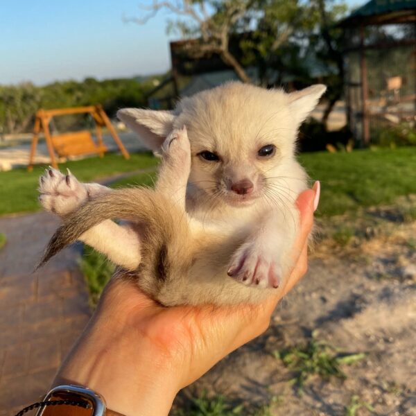 Fennec Fox For Sale