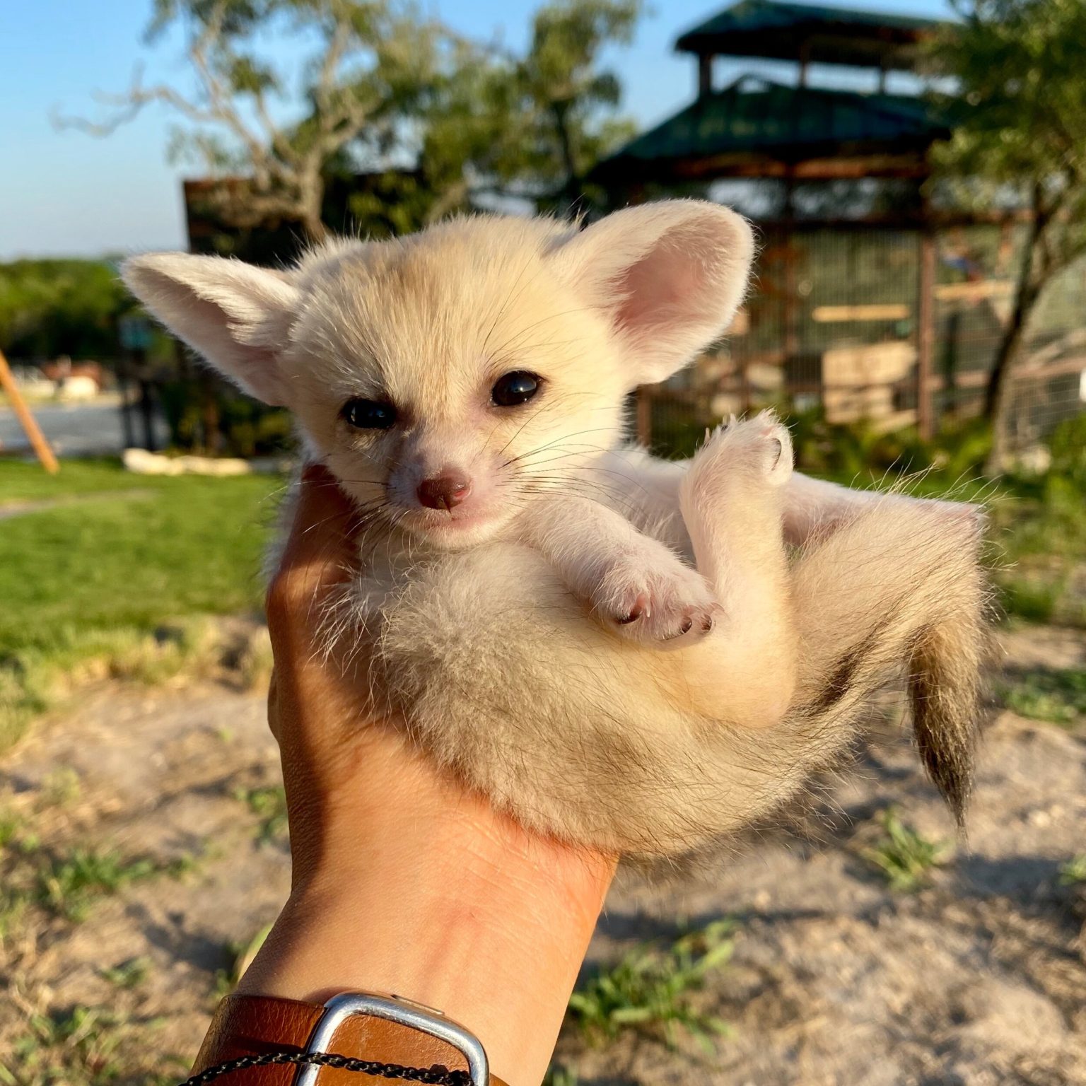 Fennec Foxes for sale |fennec foxes for sale near me