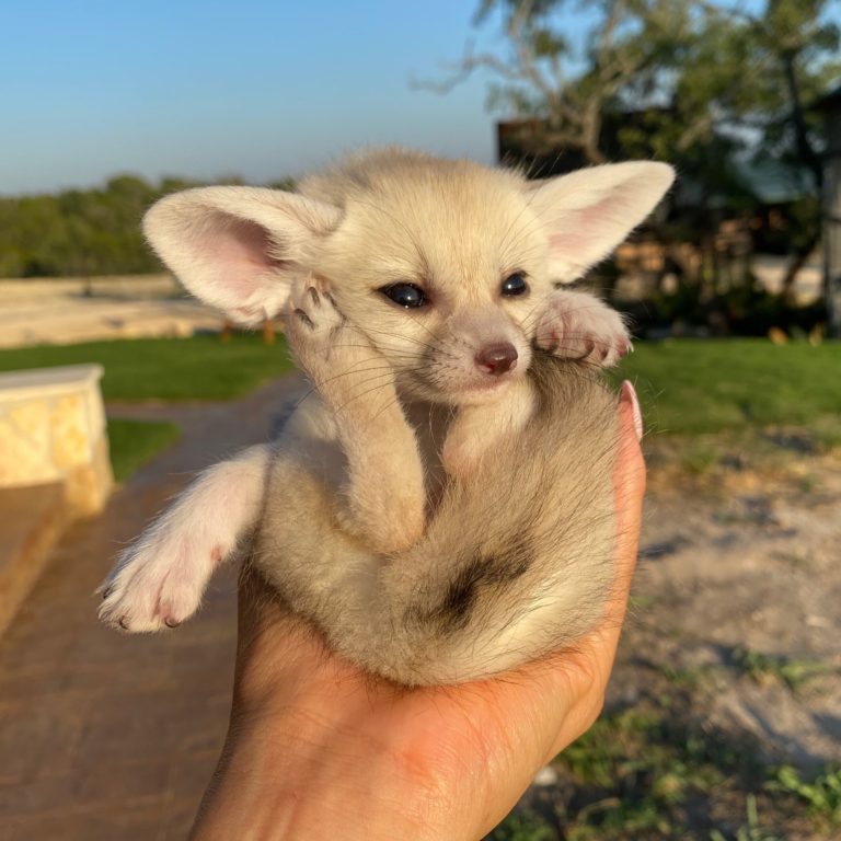 Fennec Foxes for sale |fennec foxes for sale near me