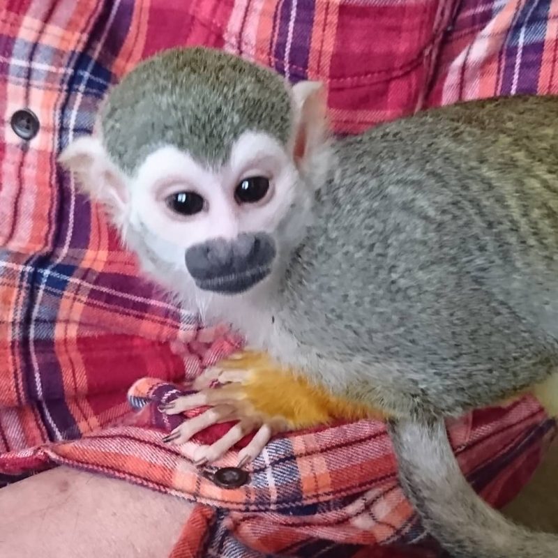 Female Squirrel Monkey for sale | Squirrel Monkeys For sale