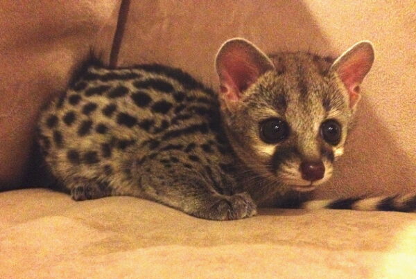 Small Spotted Genet - Exotic Pets For Sale