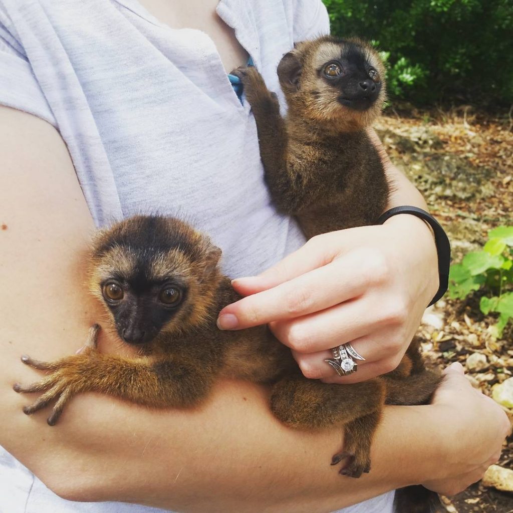 brown lemur for sale | brown lemur as a pet | brown lemur pet