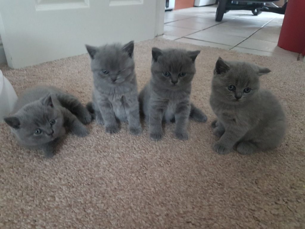 Female Russian Blue kitten russian blue kittens russian blue