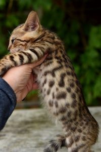 Female Savannah Kitten | savannah kitten for sale,