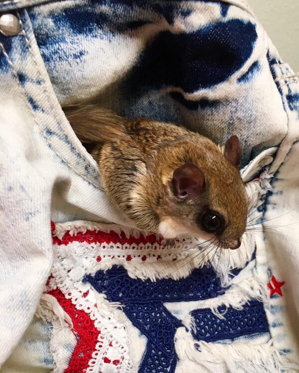 Male flying squirrel sale
