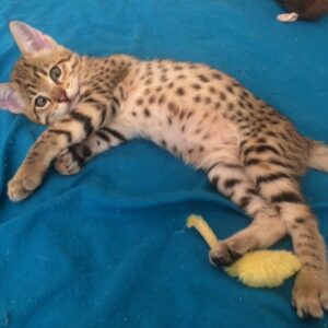 savannah kitten for sale