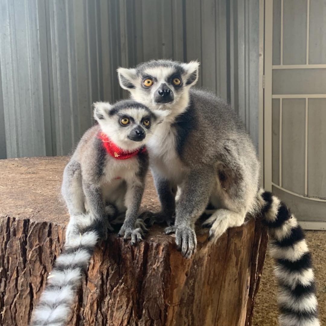 Ring-Tailed Lemurs for sale - exotic pets for sale