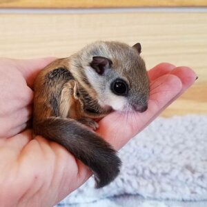 Female flying squirrel for sale