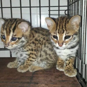 Female African Servals for sale