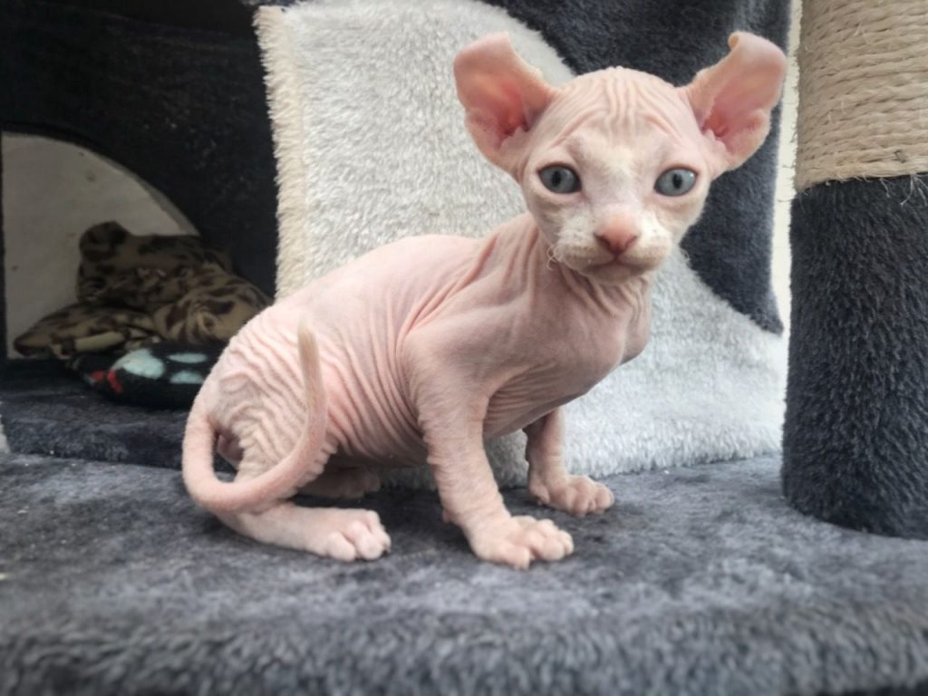 female-sphynx-kitten-for-sale-sphynx-kittens-for-sale