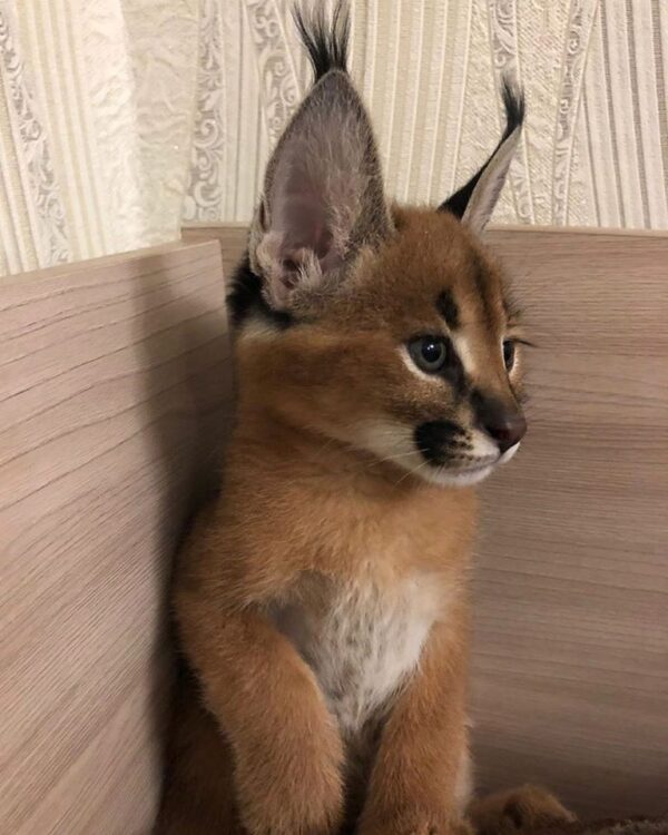 Male African Caracals kitten african caracal kittens for sale
