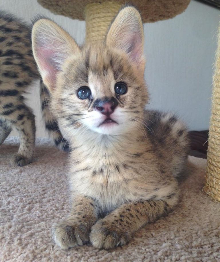 Female African Servals for sale | Serval Kittens For Sale