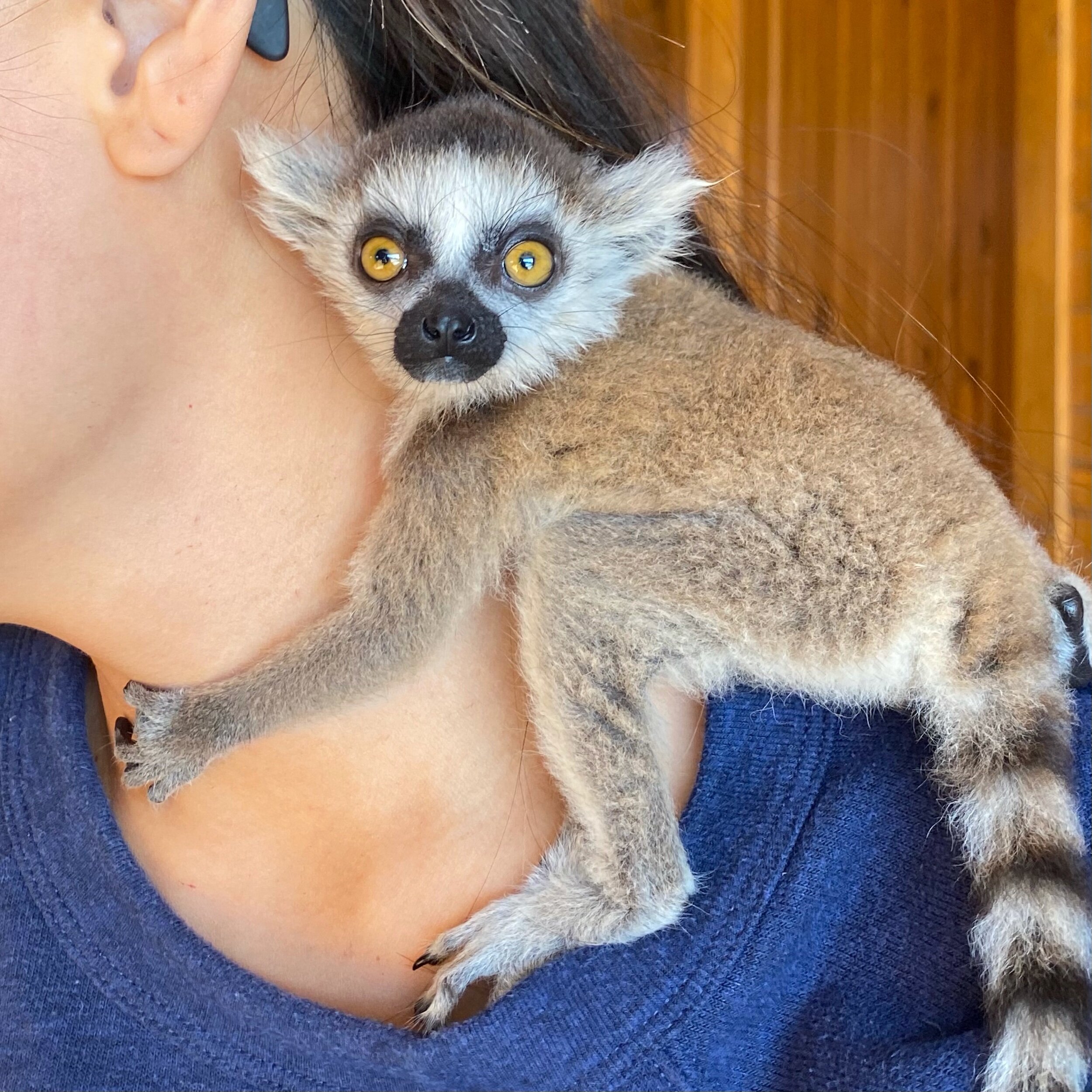 baby pygmy mouse lemur