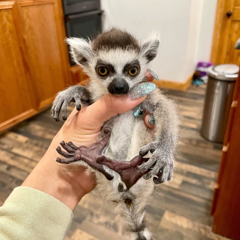 Ring-Tailed Lemurs for sale | Ring-Tailed Lemurs available to buy online