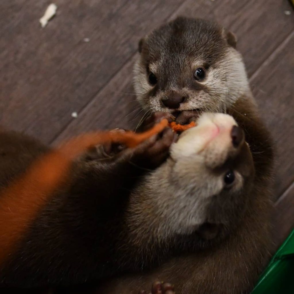 asian small Clawed Otters for sale | baby otters for sale