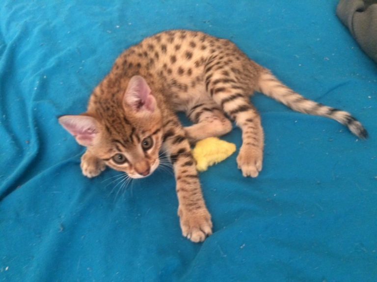 Male Savannah Kitten savannah kitten for sale savannah kitten canada
