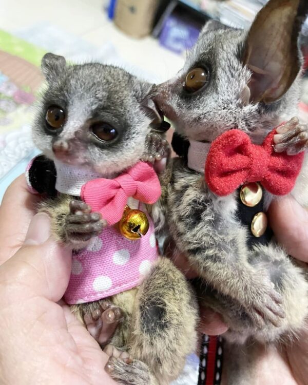 Two females bush babies for sale