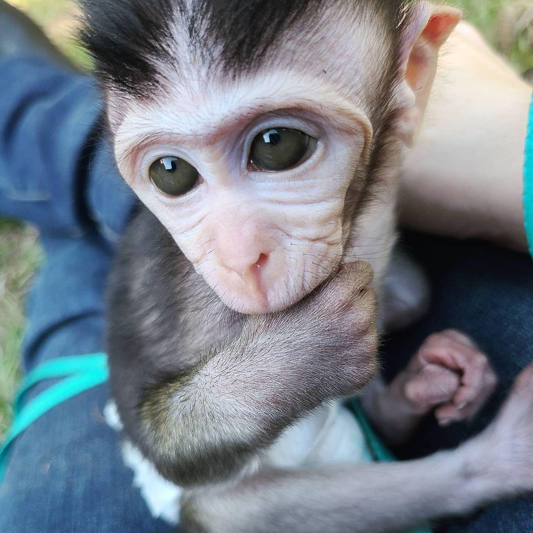 java macaque