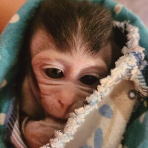 java macaque Monkeys